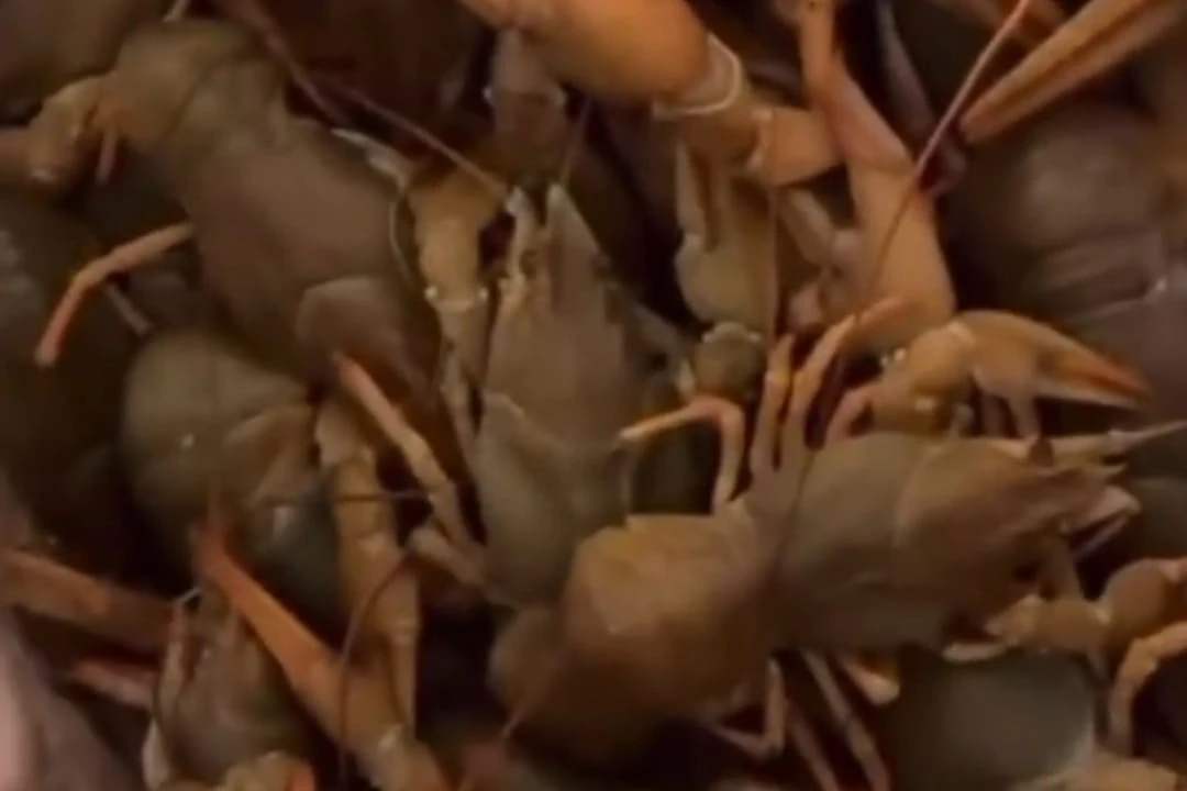 Фото: скриншот с видео