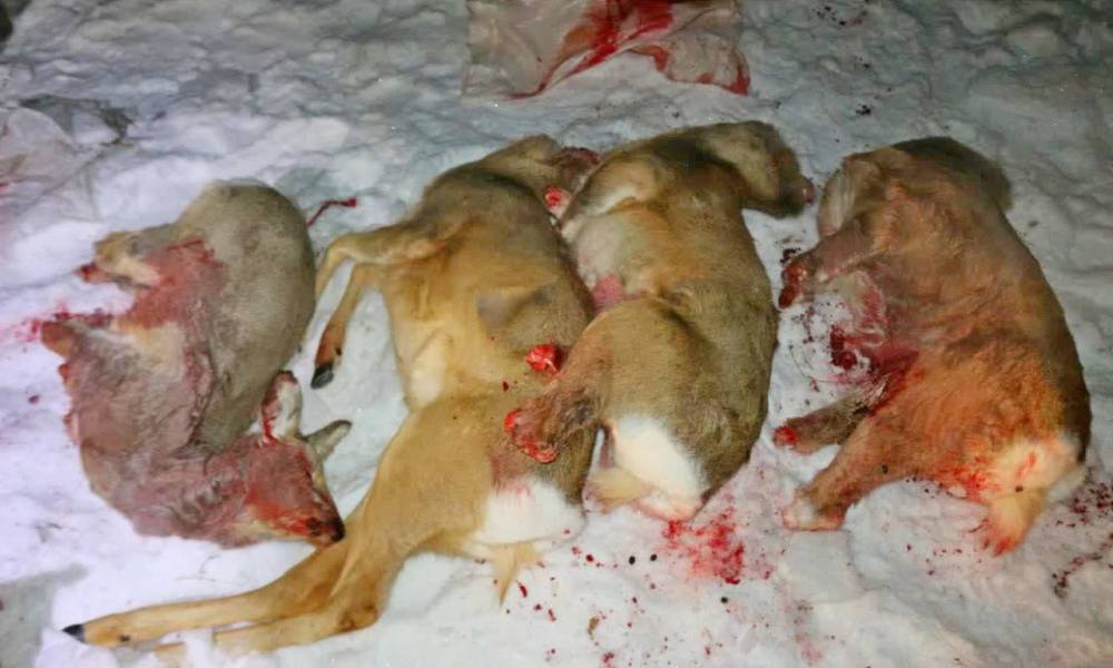 WhatsApp Image 2022-02-07 at 11.32.52.jpeg